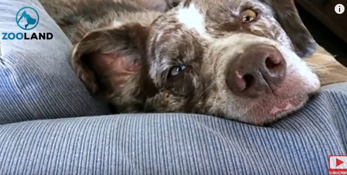 Sadie allongée sur le canapé. | Photo: YouTube/Zooland