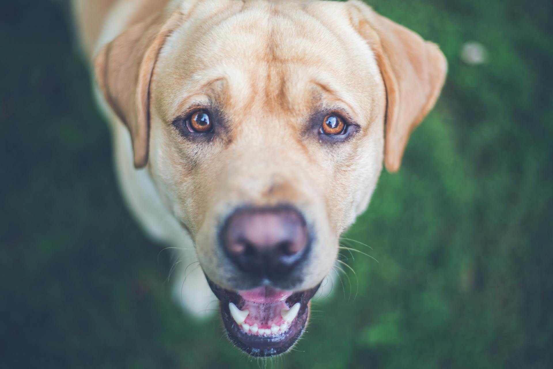 A Labrador dog | Source: Pexels