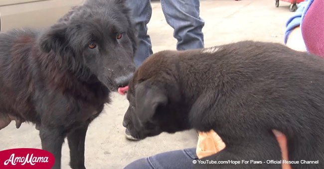 They came to rescue a mother dog and her pup and receive another cry for help soon after