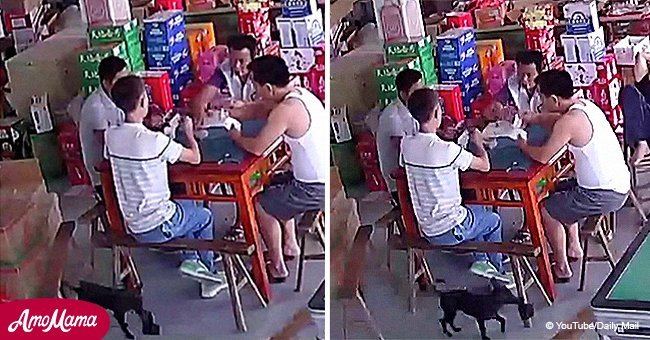 Dog surprises viewers by 'stealing' man's wallet (video)