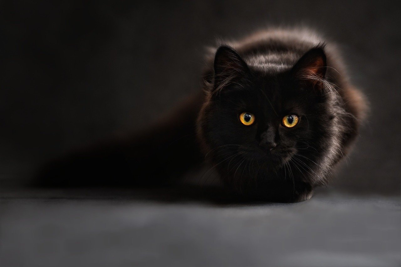 A black cat sitting and staring | Photo: Pixabay/ClaudiaWollesen