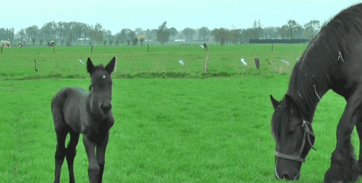 Quelle: YouTube/Robert Piessens