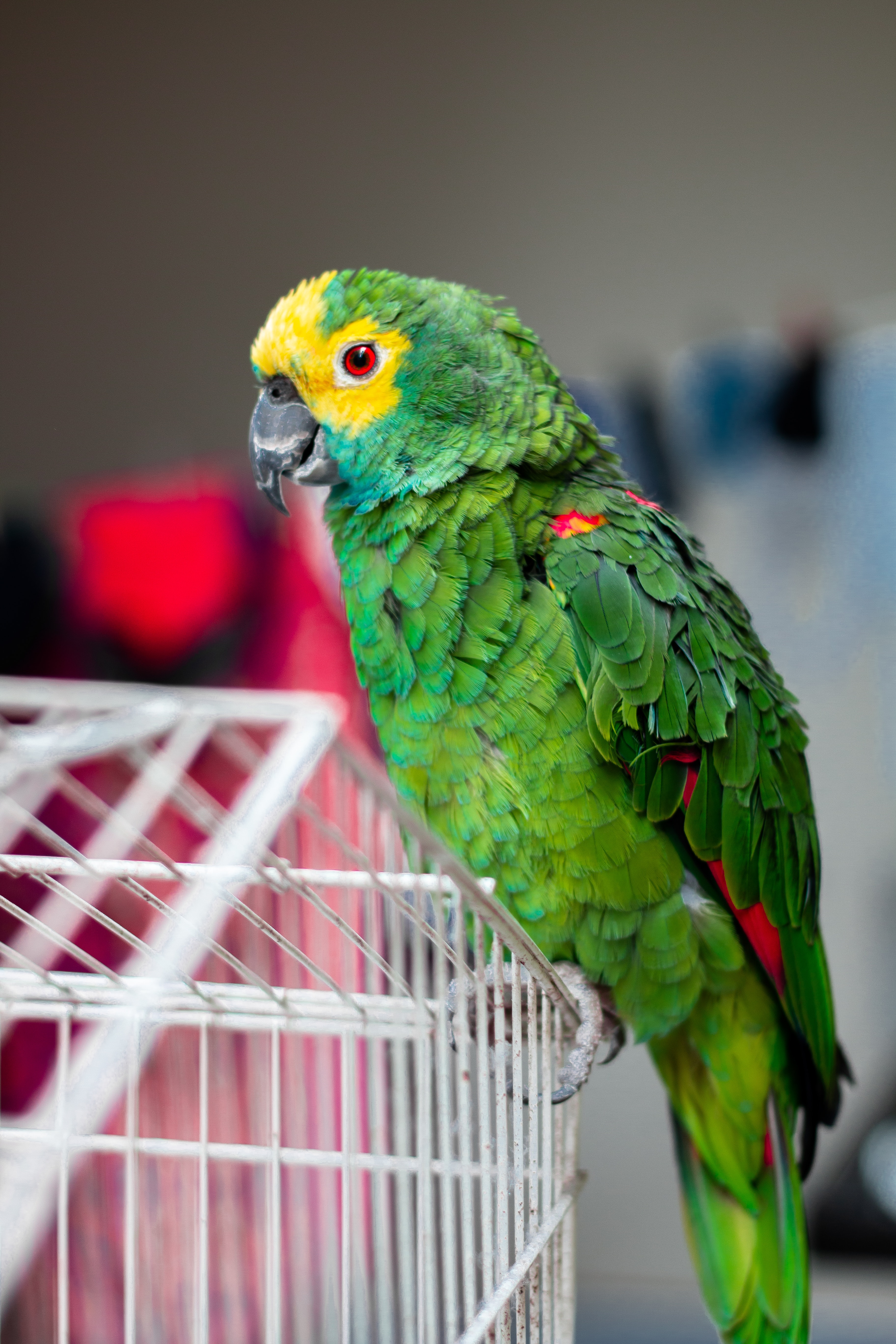 Green parrot sitting on a cage. | Source: Pexels Green parrot sitting on a cage. | Source: Pexels