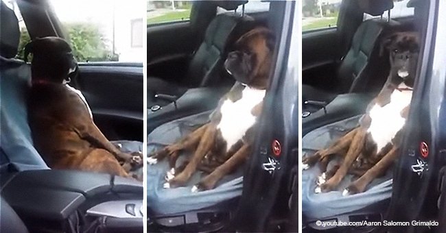 Offended dog refuses to communicate with owner for bringing it to the vet with lies