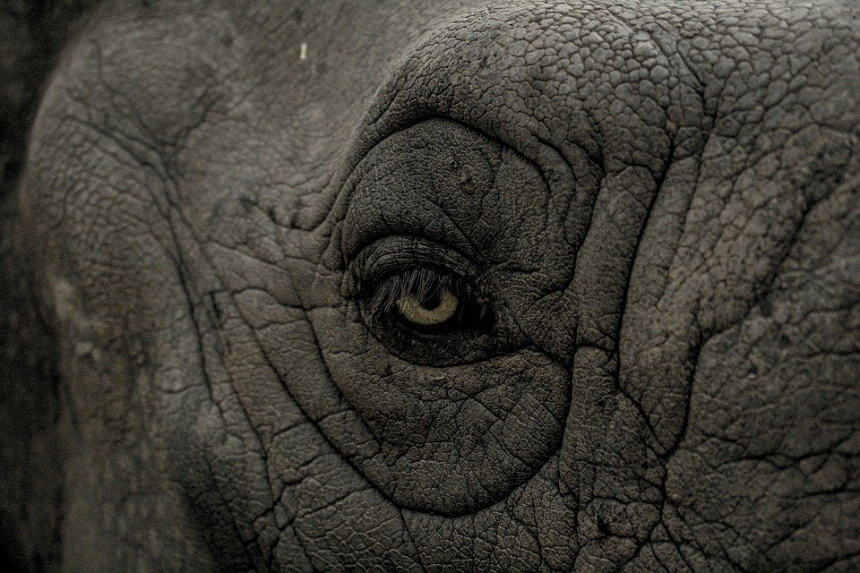 Elefante / Imagen tomada de: Pixabay