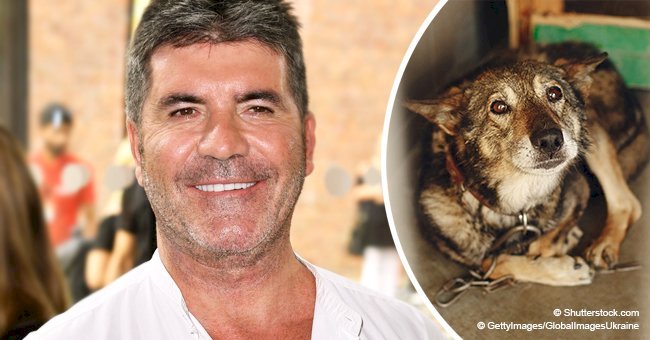 Simon Cowell saves over 200 dogs from being slaughtered with generous donation