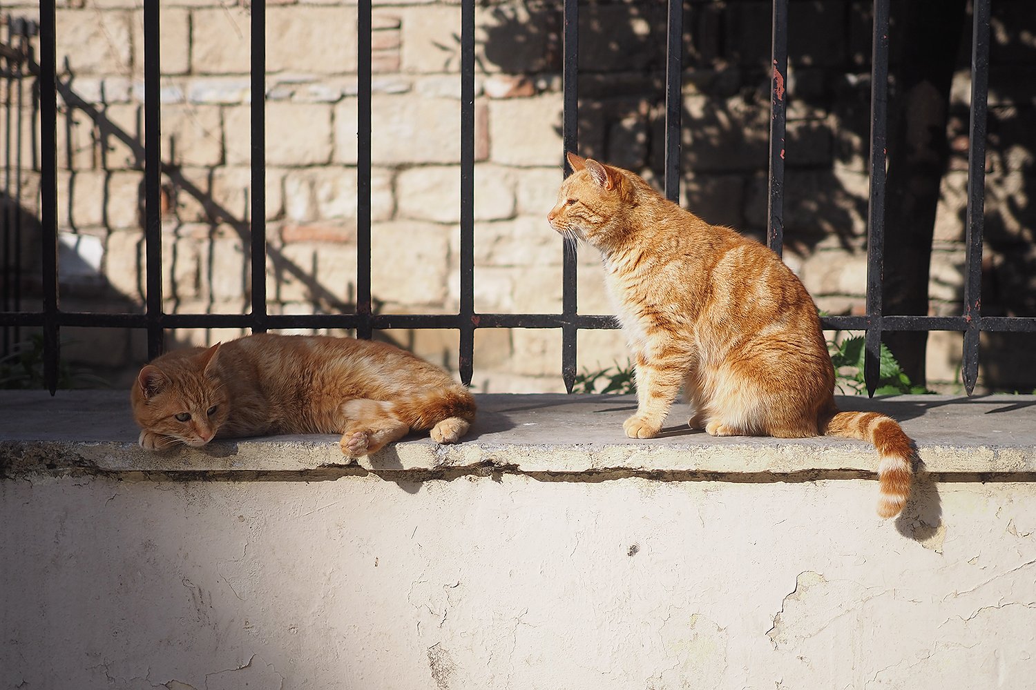 Image of two cats on a ledge | Photo: Getty Images