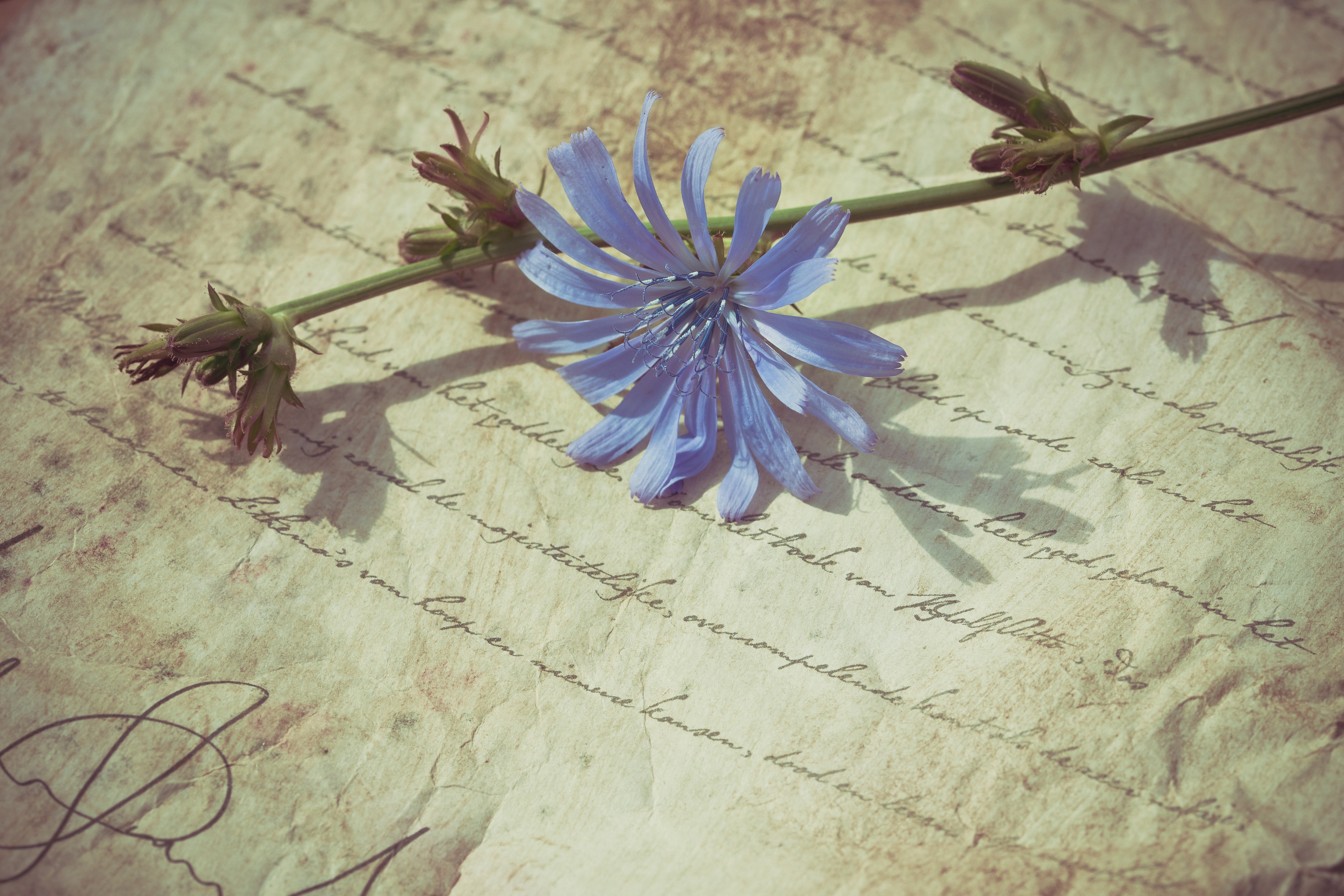 Antigua carta manuscrita con una flor encima. | Foto: Pexels