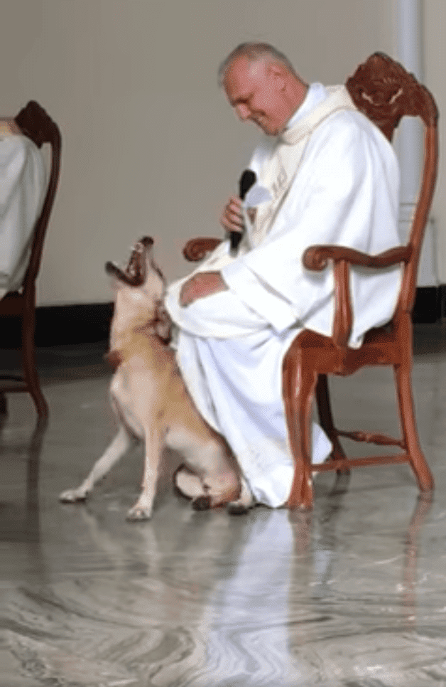 The puppy began to play with the clothes of the priest l Image: Facebook/Paróquia Nossa Senhora das Dores