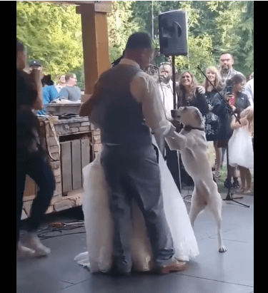 Eva se para sobre sus dos patas y baila con sus papás humanos. |Imagen: Youtube/Storyful Eva se para sobre sus dos patas y baila con sus papás humanos. |Imagen: Youtube/Storyful