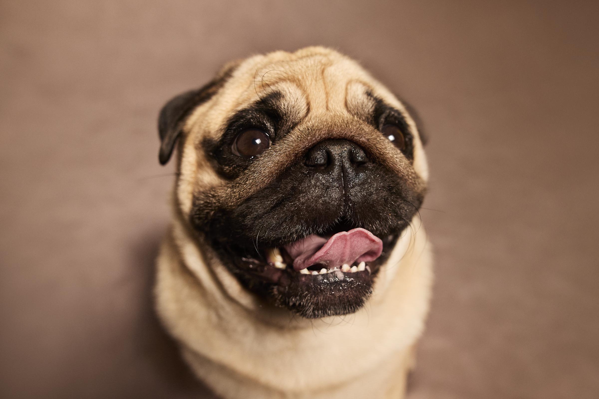 A Pug | Source: Getty Images