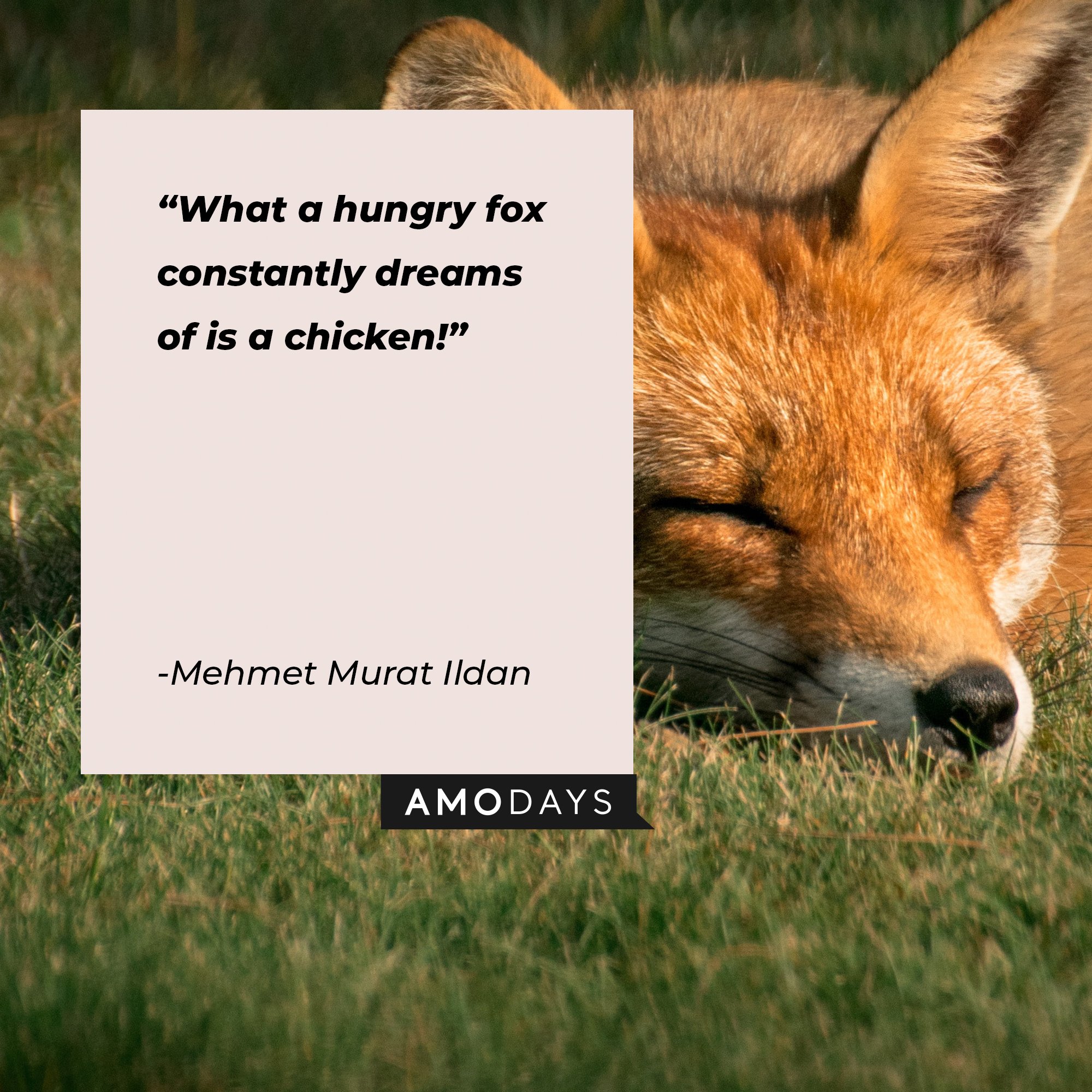 Mehmet Murat Ildan’s quote: "What a hungry fox constantly dreams of is a chicken!” | Image: AmoDays