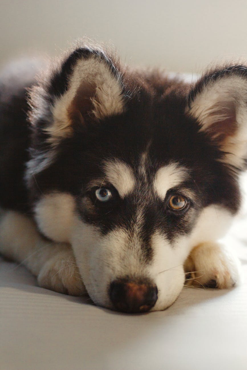 Chien. | Photo : Pexels