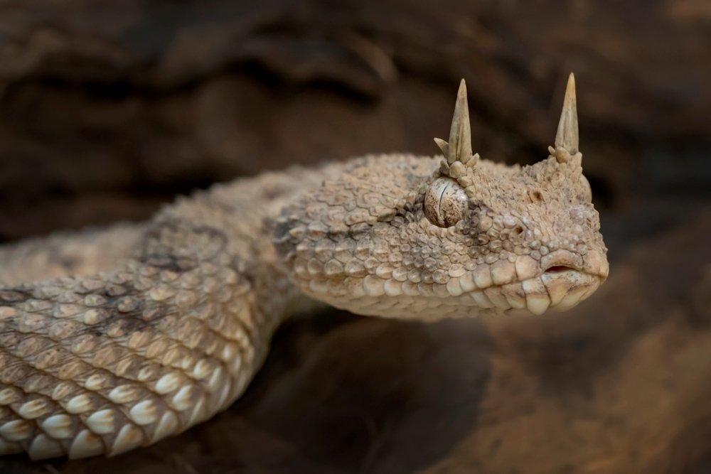 A venomous Desert Horned Viper ready to strike | Photo: Shutterstock