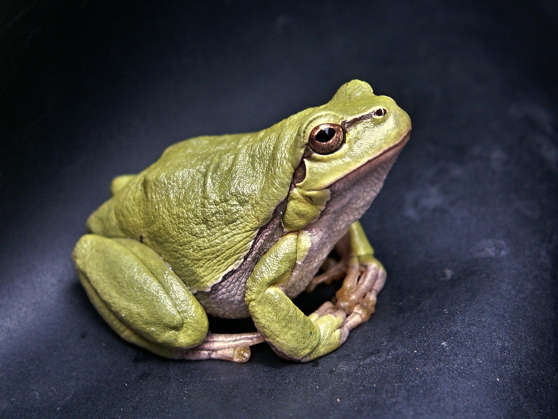 Grenouille. | Photo : Pixabay