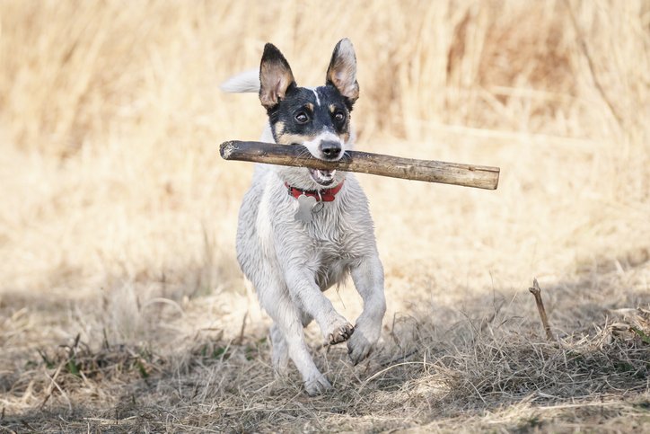 Hund mit Stock I Quelle: Getty Images