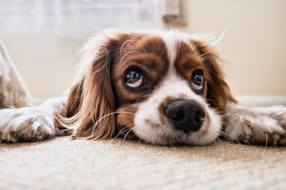 Perro con mirada triste esperando en el piso | Foto: Pixabay Perro con mirada triste esperando en el piso | Foto: Pixabay