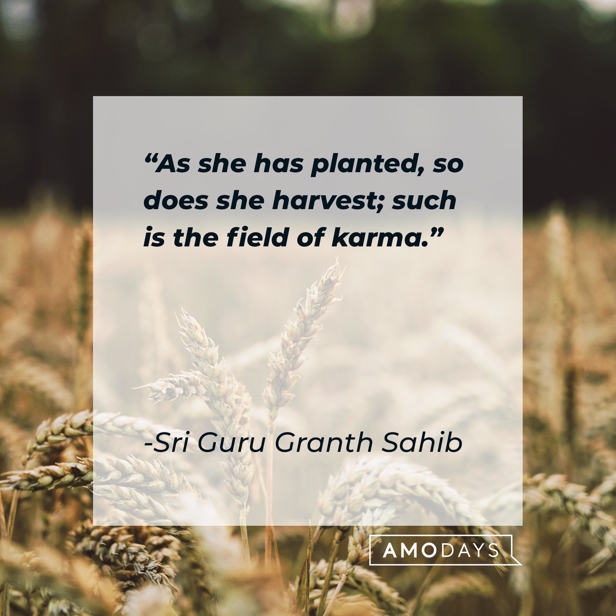Sri Guru Granth Sahib's quote: “As she has planted, so does she harvest; such is the field of karma.” | Image: AmoDays