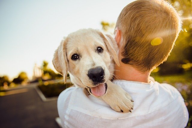 Un garçon tient un chiot souriant | Photo: Pixabay