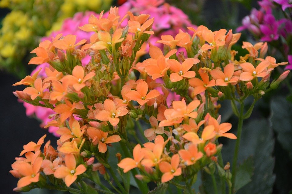 Fleurs Orangée Kalanchoé. | Photo : Pixabay
