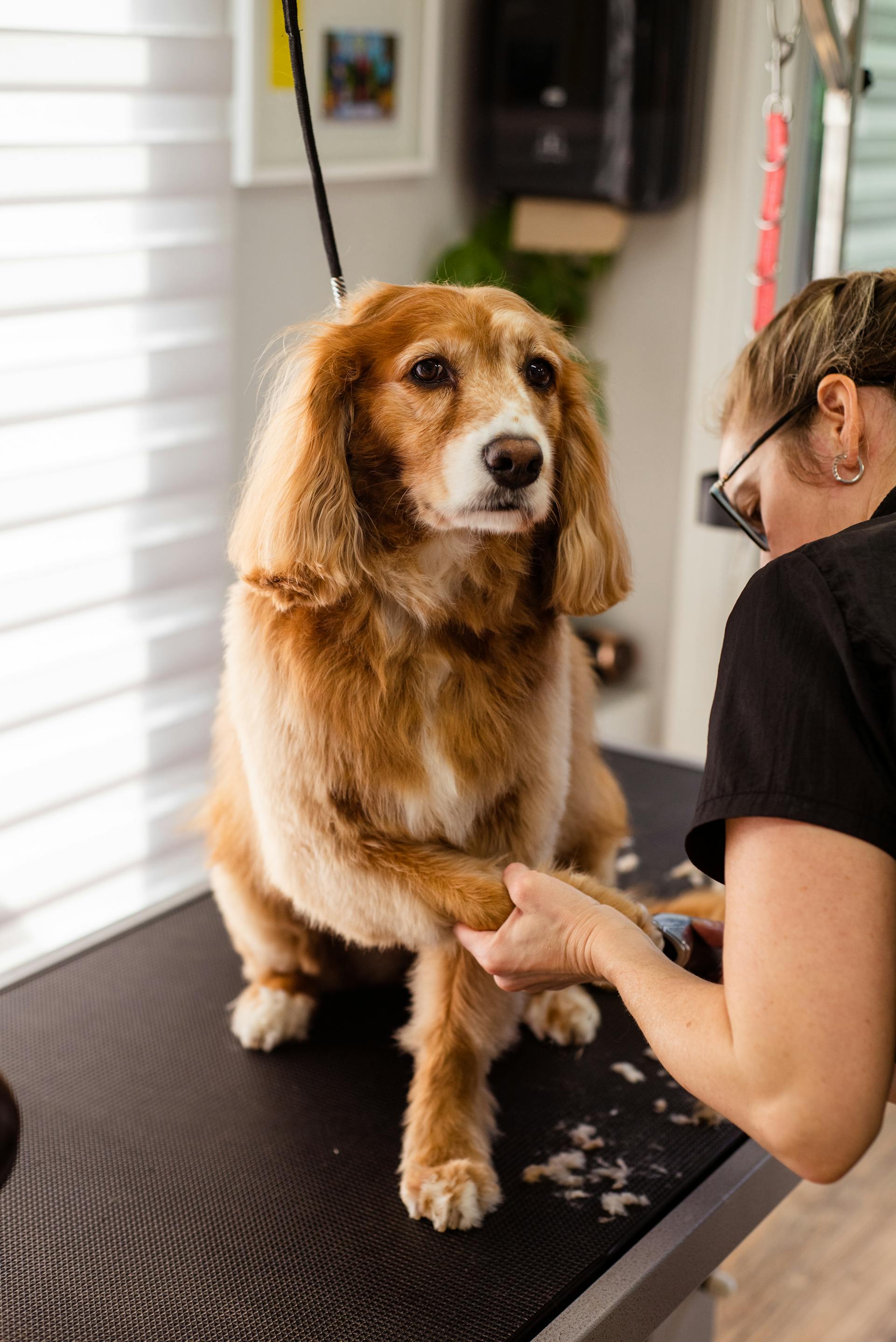 A person grooming a dog | Source: Pexels