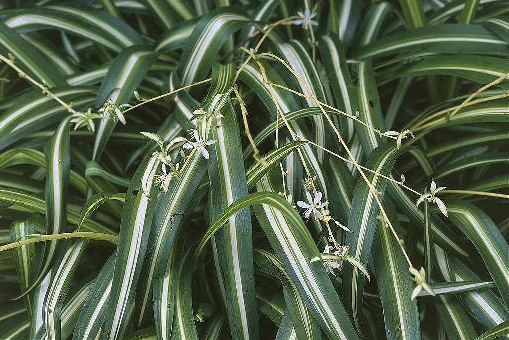 Close-up of a Spider plant | Photo: Getty Images