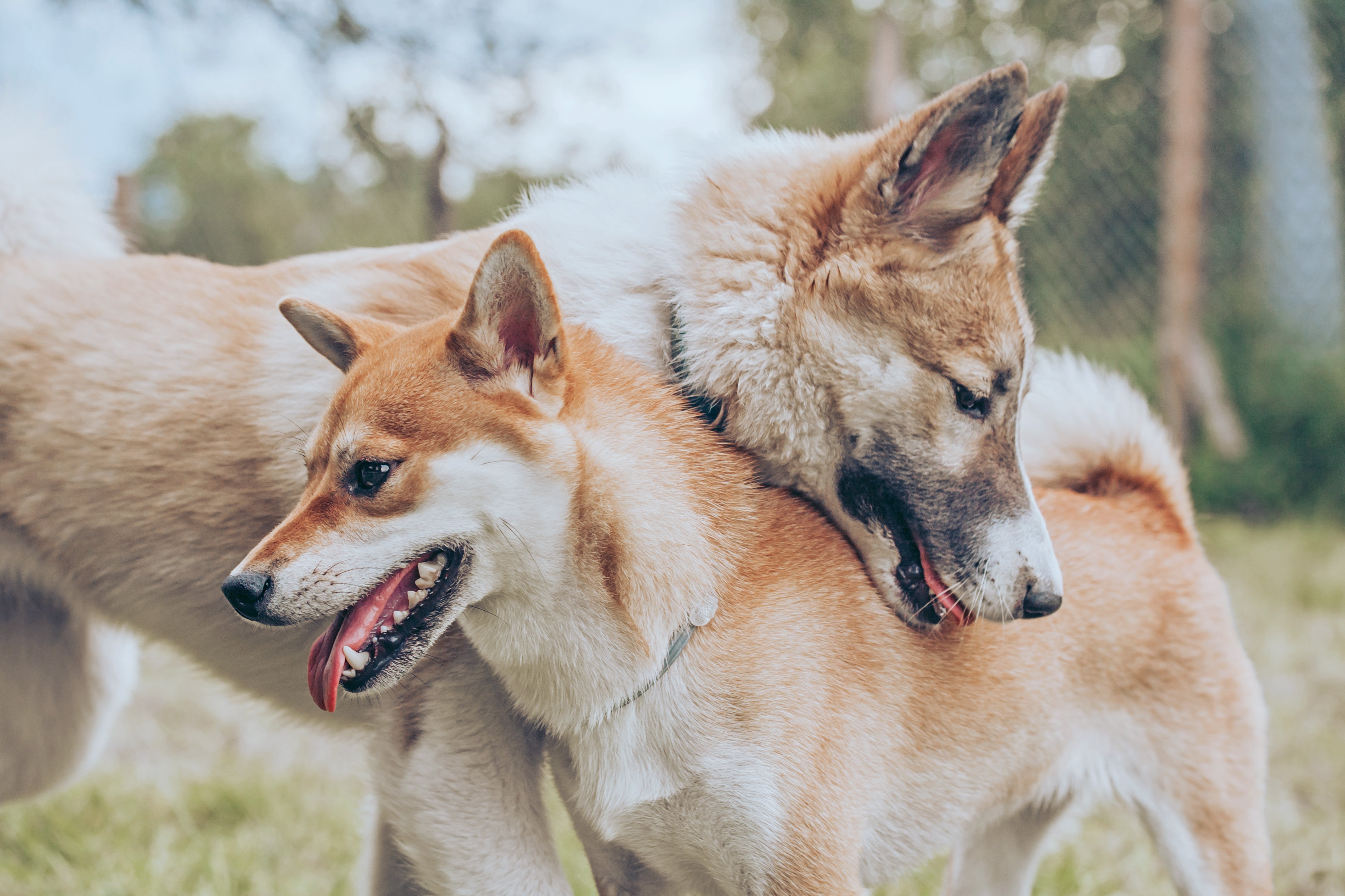 Zwei Hunde umarmen sich liebevoll | Quelle: Shutterstock