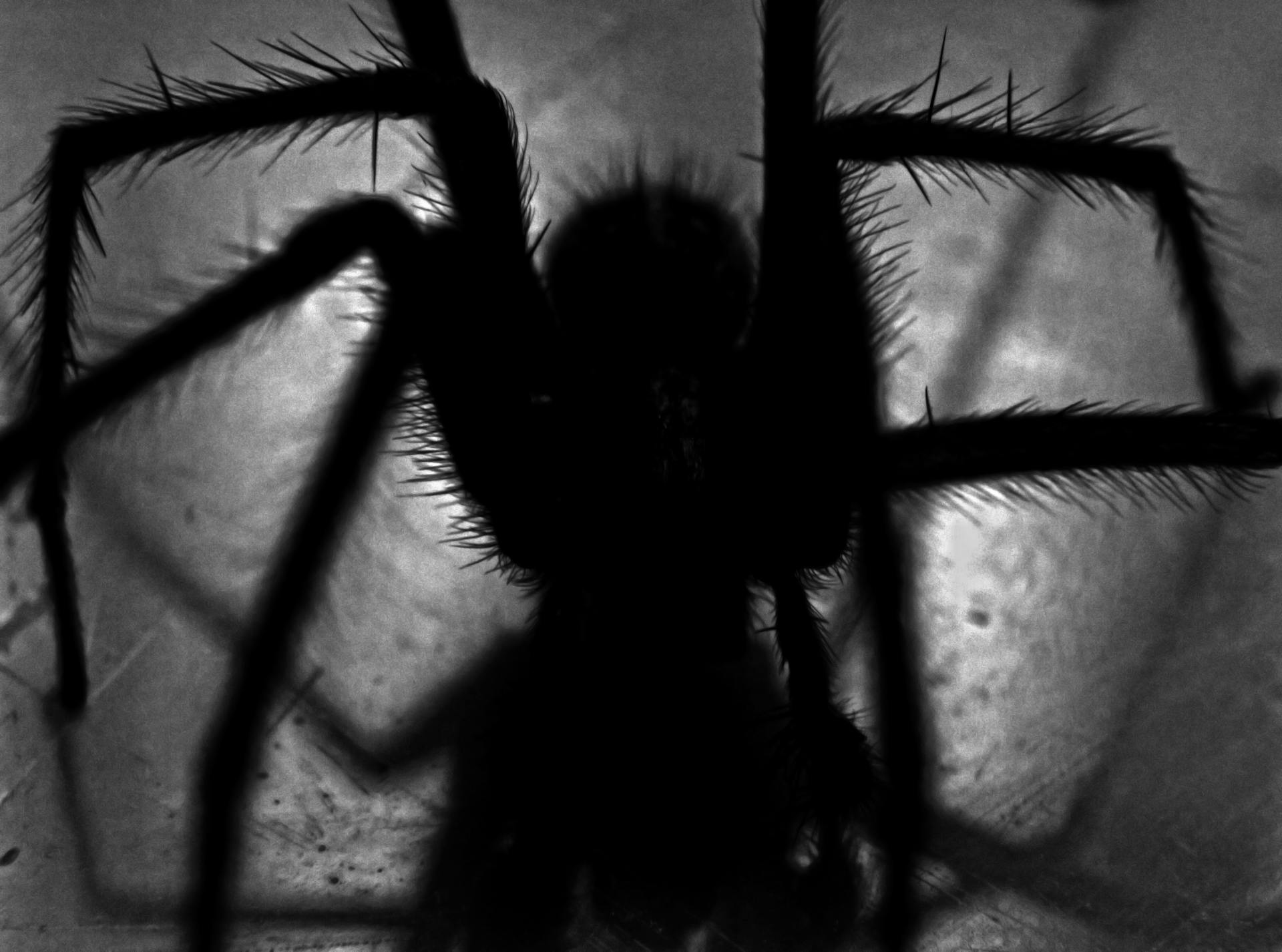 Grayscale shot of a spider | Source: Pexels