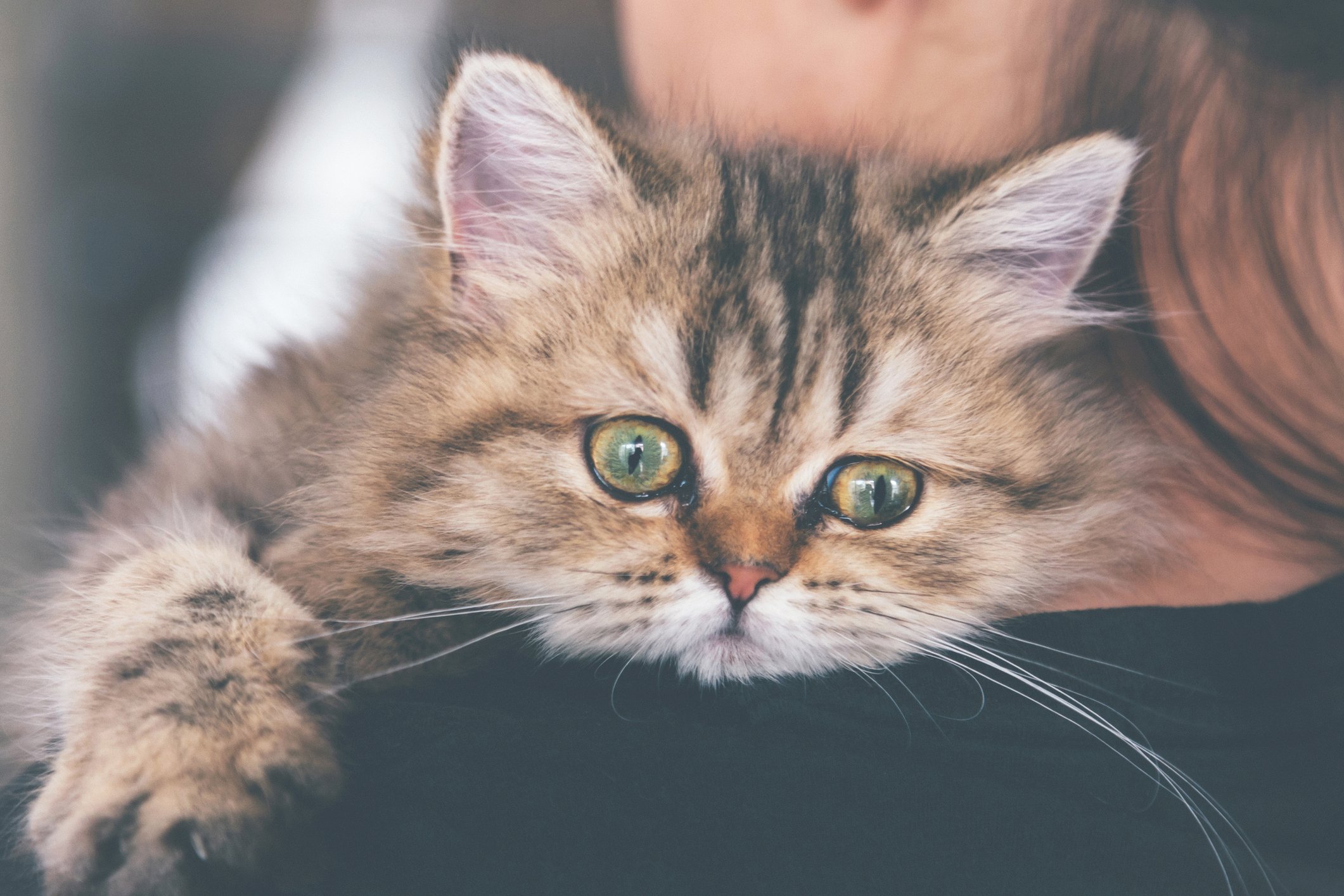 Das kranke persische Kätzchen stützt sich auf die Schulter der Besitzerin. I Quelle: Getty Images