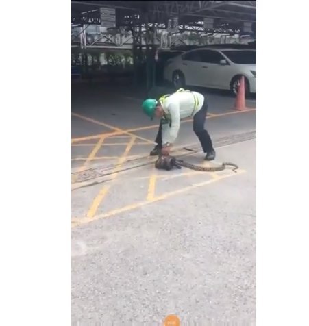 Créditos de la imagen: YouTube / Viral Hog