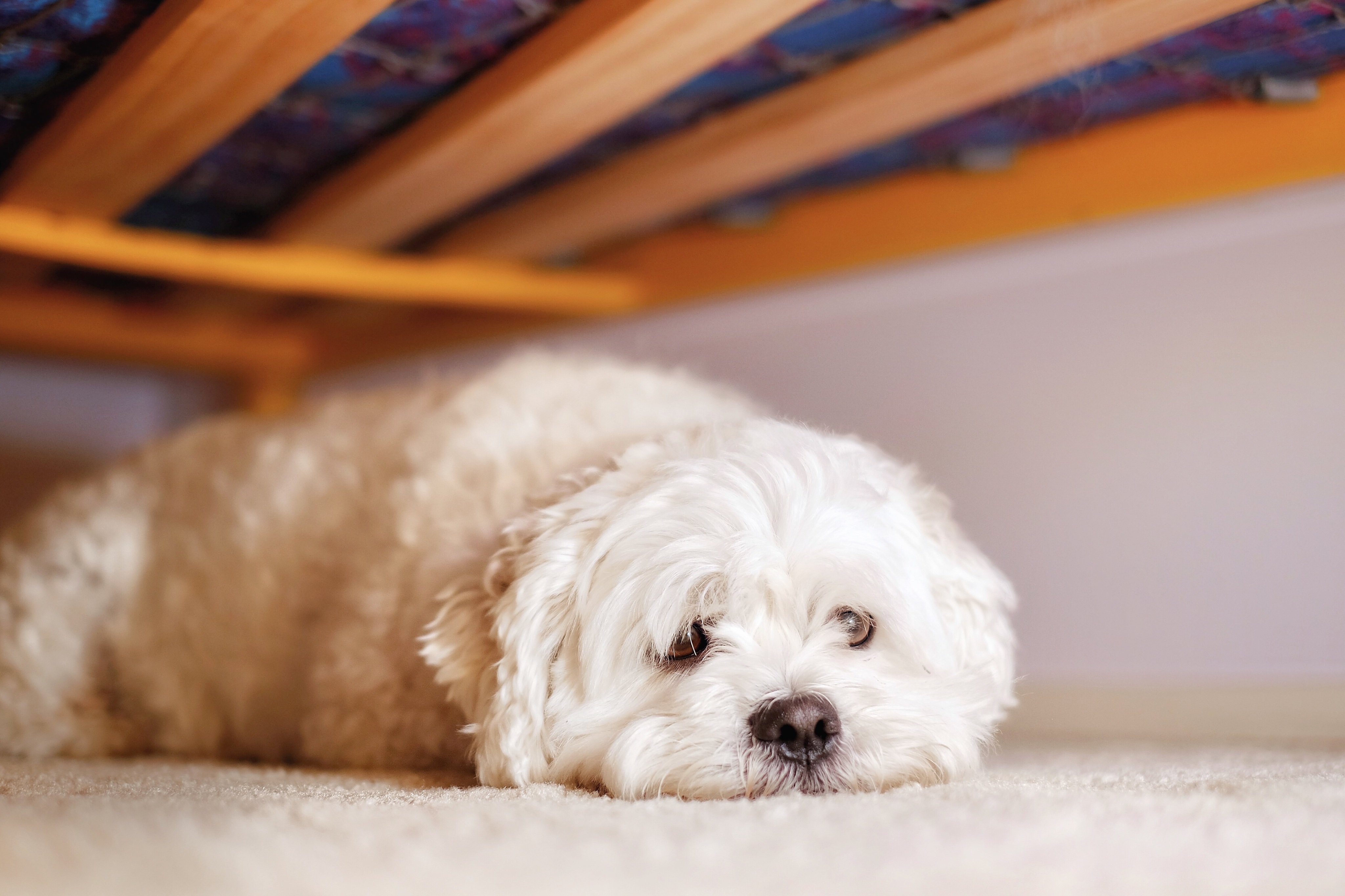 Samantha spotted the little puppy under Julia’s bed. | Source: Getty Images