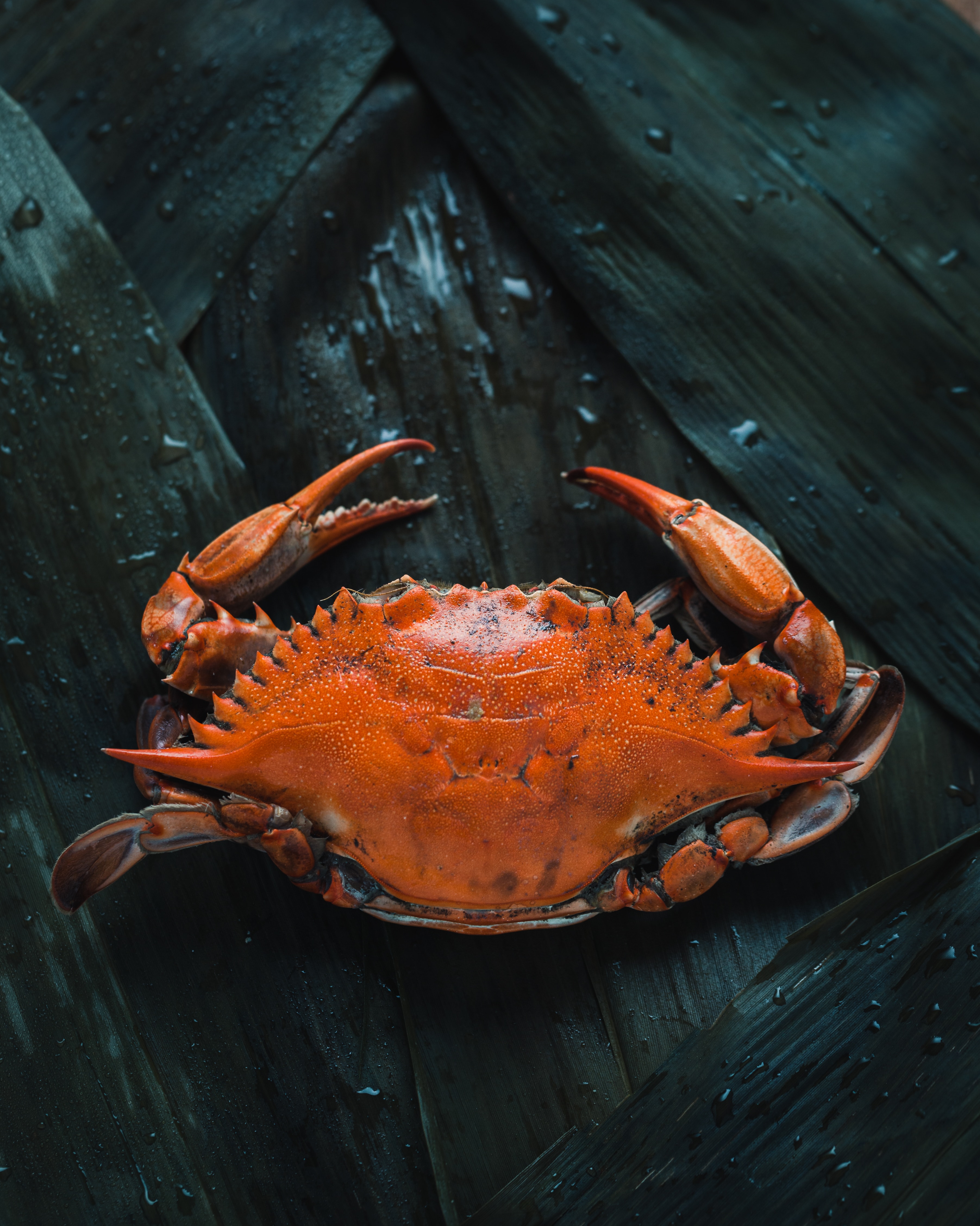 A  crab. | Source: Unsplash