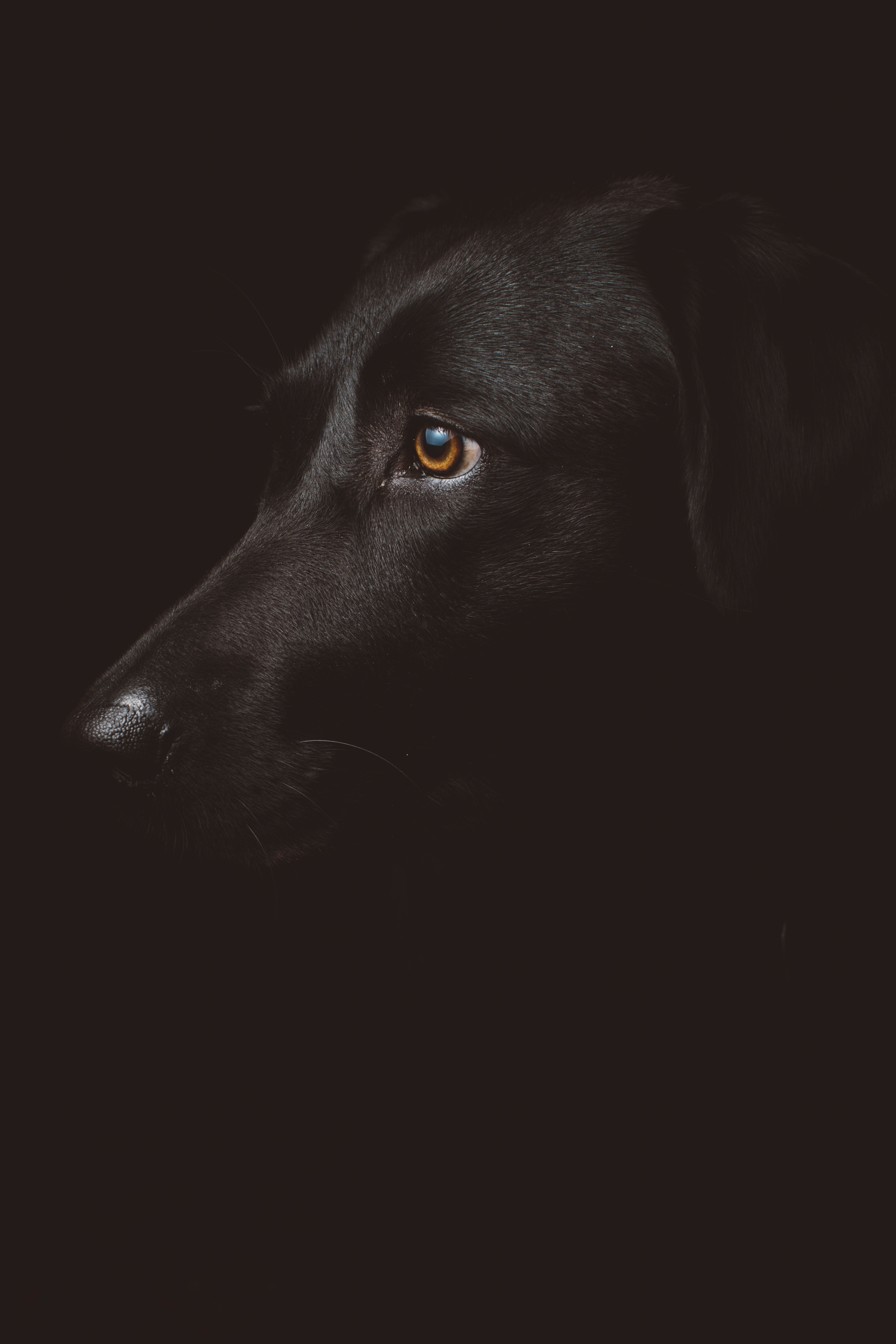 A partially hidden dog | Source: Unsplash.com