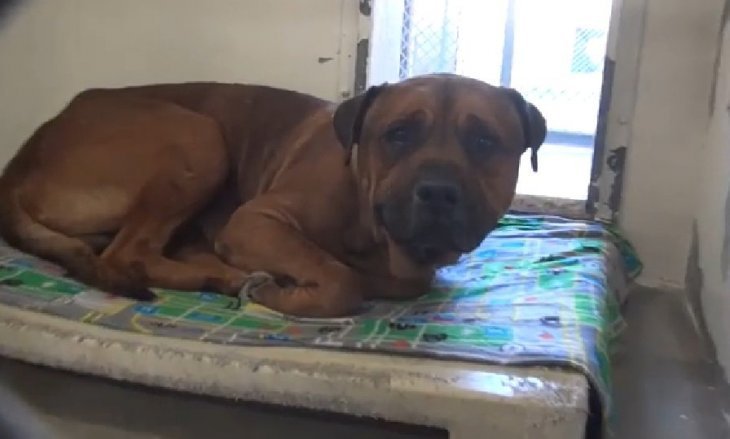 Verlassener Hund im Tierheim | Quelle: Facebook/Saving Carson Shelter Dogs