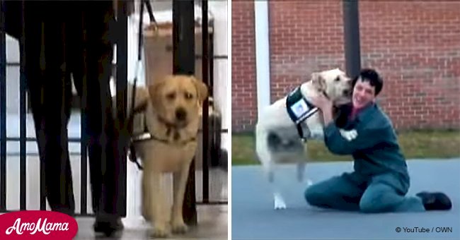 Dog visits prison with officer and her reaction on meeting one of the prisoners is priceless