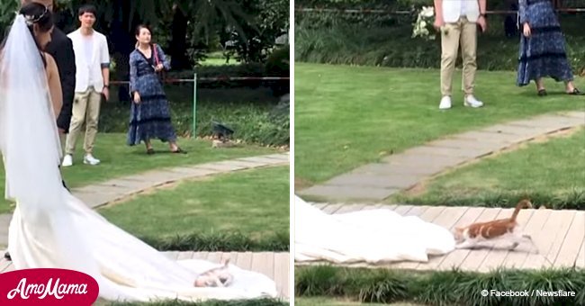 Wedding party approaches the altar when an unexpected guest jumps on the bride's dress