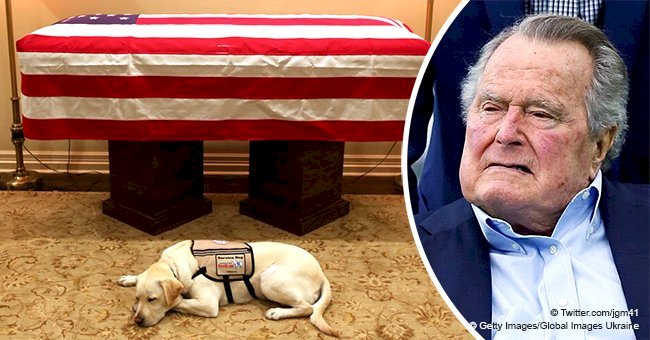 George H.W. Bush's service dog lays at his master's side in heart-wrenching photo