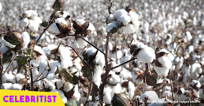 White couple had a photoshoot in a cotton field for their Black child's 8th birthday