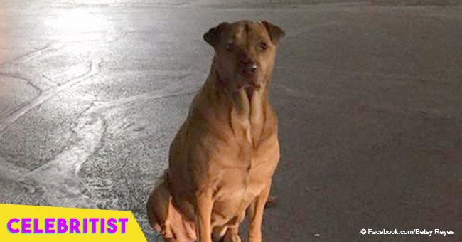 Dog pulls off scam by pretending to be a stray to get her favorite food from McDonald’s