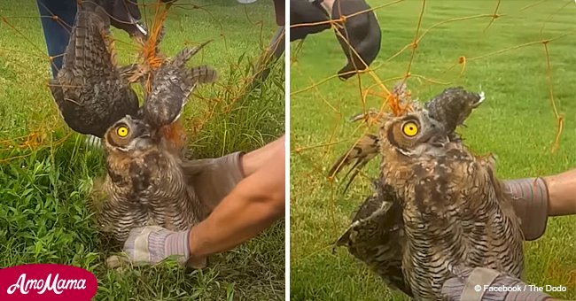 Owl who was tangled in a net has the perfect reaction after a dramatic rescue