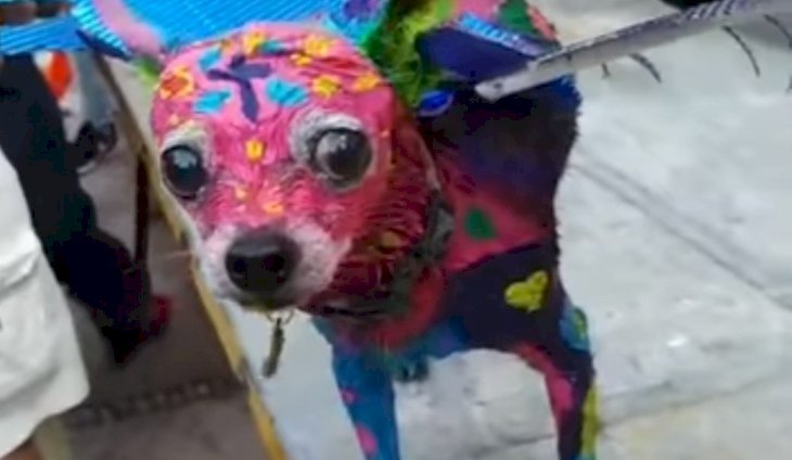 Valentino was painted to recreate a Mexican alebrije. | Source: Facebook/Reporteros Hoy