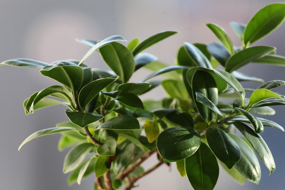 Ficus | Photo : Pixabay Ficus | Photo : Pixabay