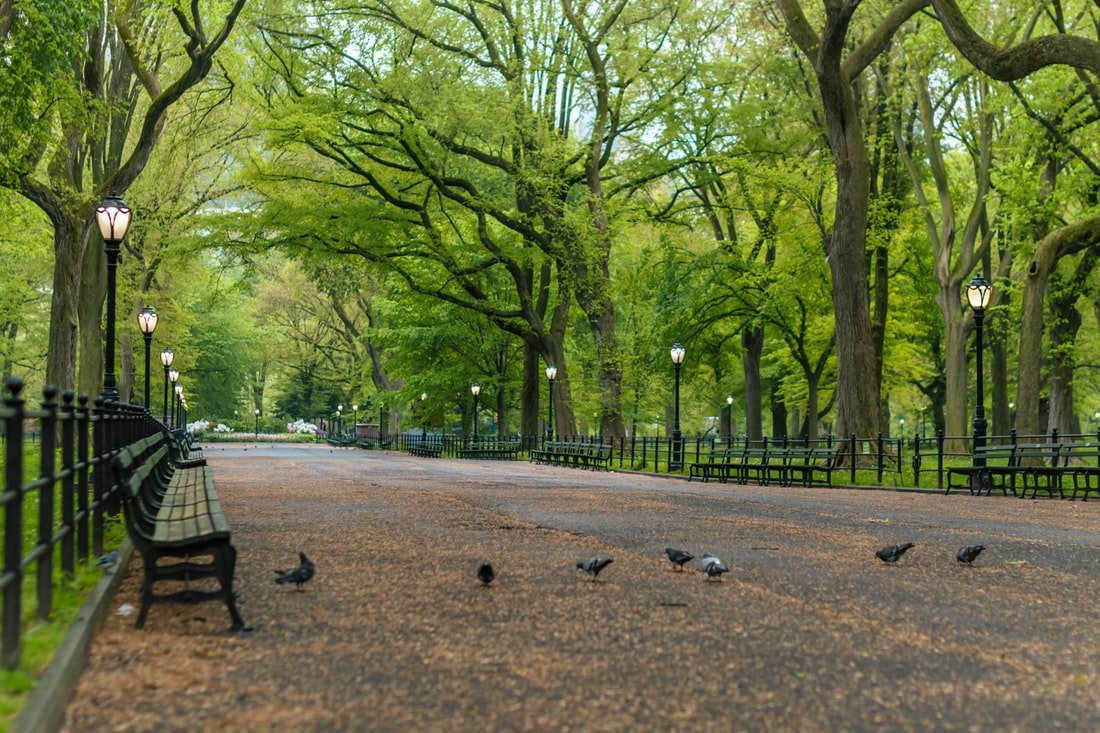 Jack Stones loved Central Park | Source: Unsplash