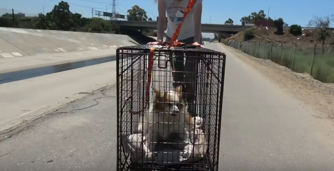 Garfield in seinem rollenden Käfig | Quelle: YouTube/Hope For Paws - Official Rescue Channel