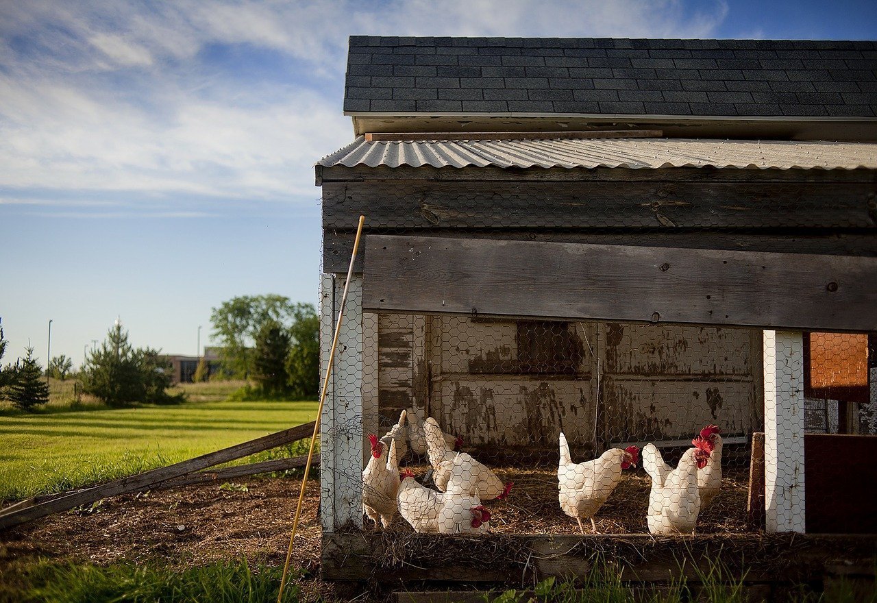 Hens in a coop | Source: Pixabay
