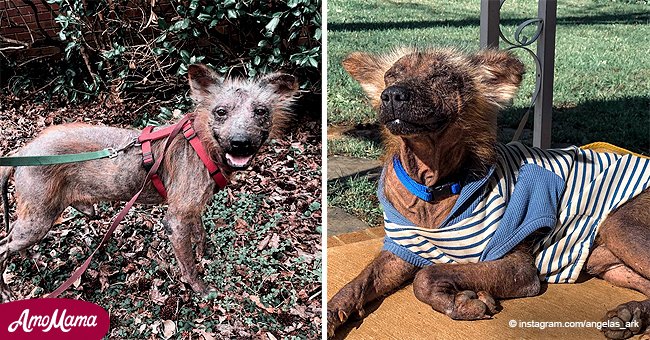 Hund, der nicht aufhörte zu zittern, begann ein neues Leben mit seiner