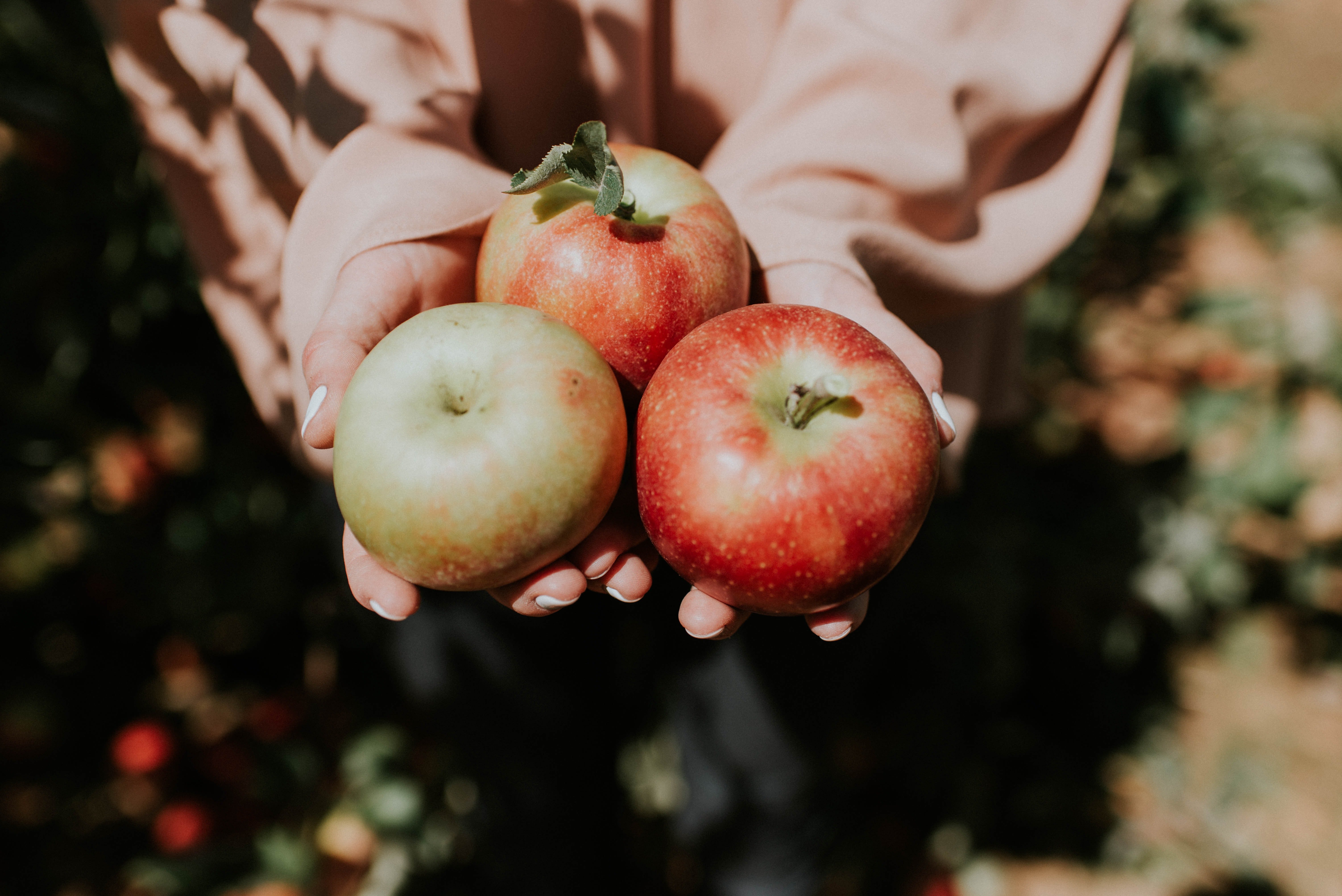 Gaby pflückte Äpfel, als sie den Rauch roch. | Quelle: Unsplash