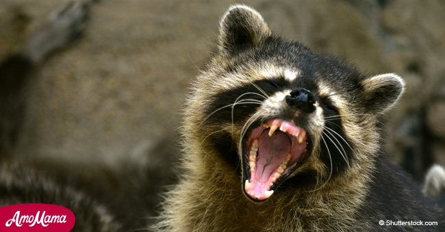 Dozens of 'zombie' raccoons dead from viral outbreak that could infect your pets