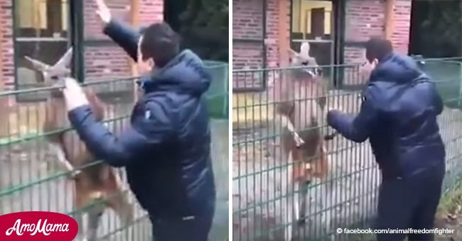 Ein „tapferer“ Mann verhöhnt und schlägt ein Känguru in dem Zoo