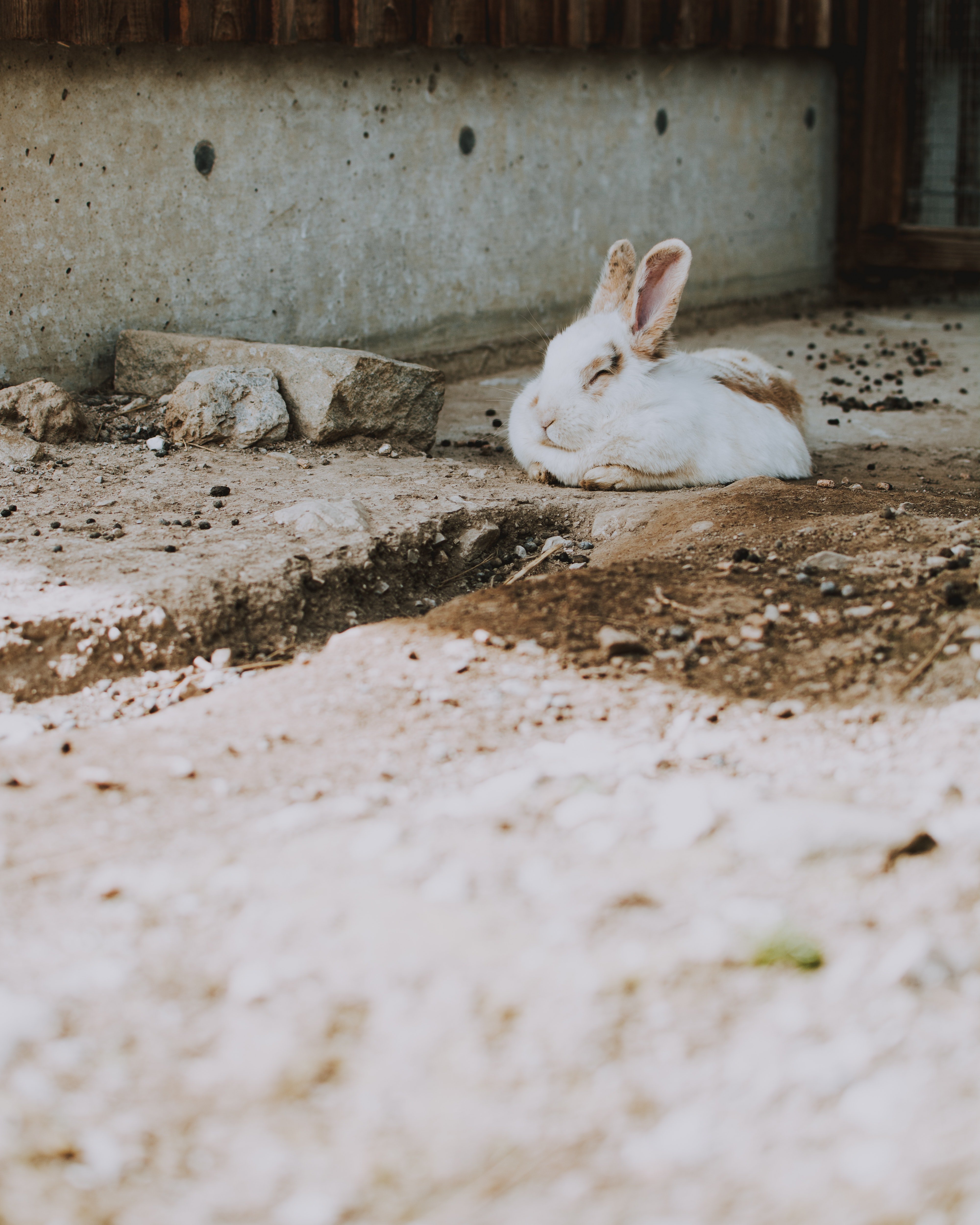 A white rabbit lying on the ground. | Photo: Pexels/fotografierende